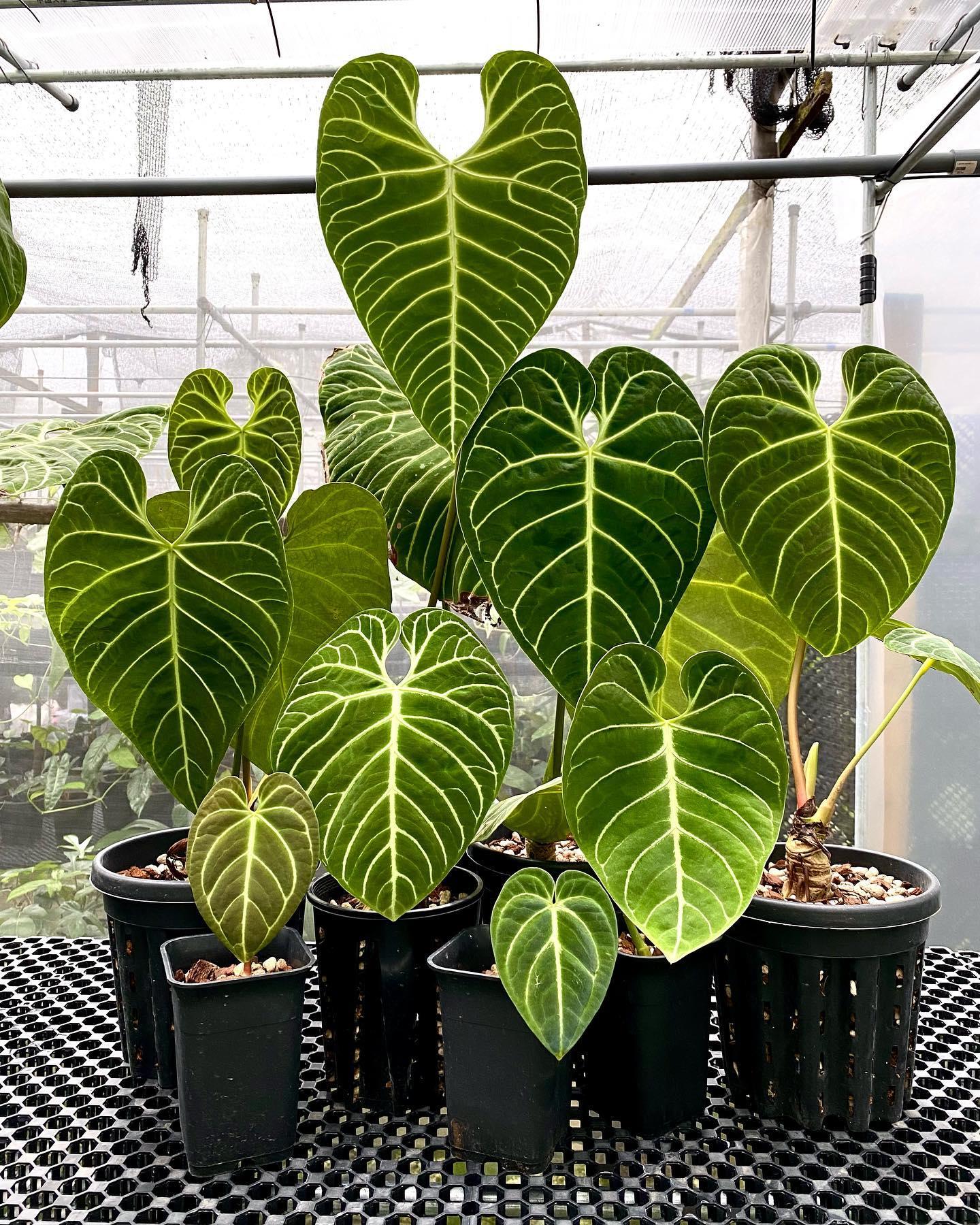 Anthurium Regale | PLNT